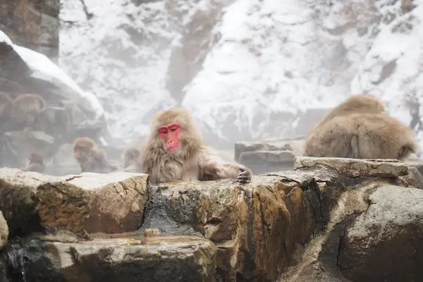 雪山の温泉に顔の赤い日本猿が入っている